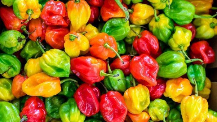 Habanero Dana: Manfaat dan Cara Menggunakan