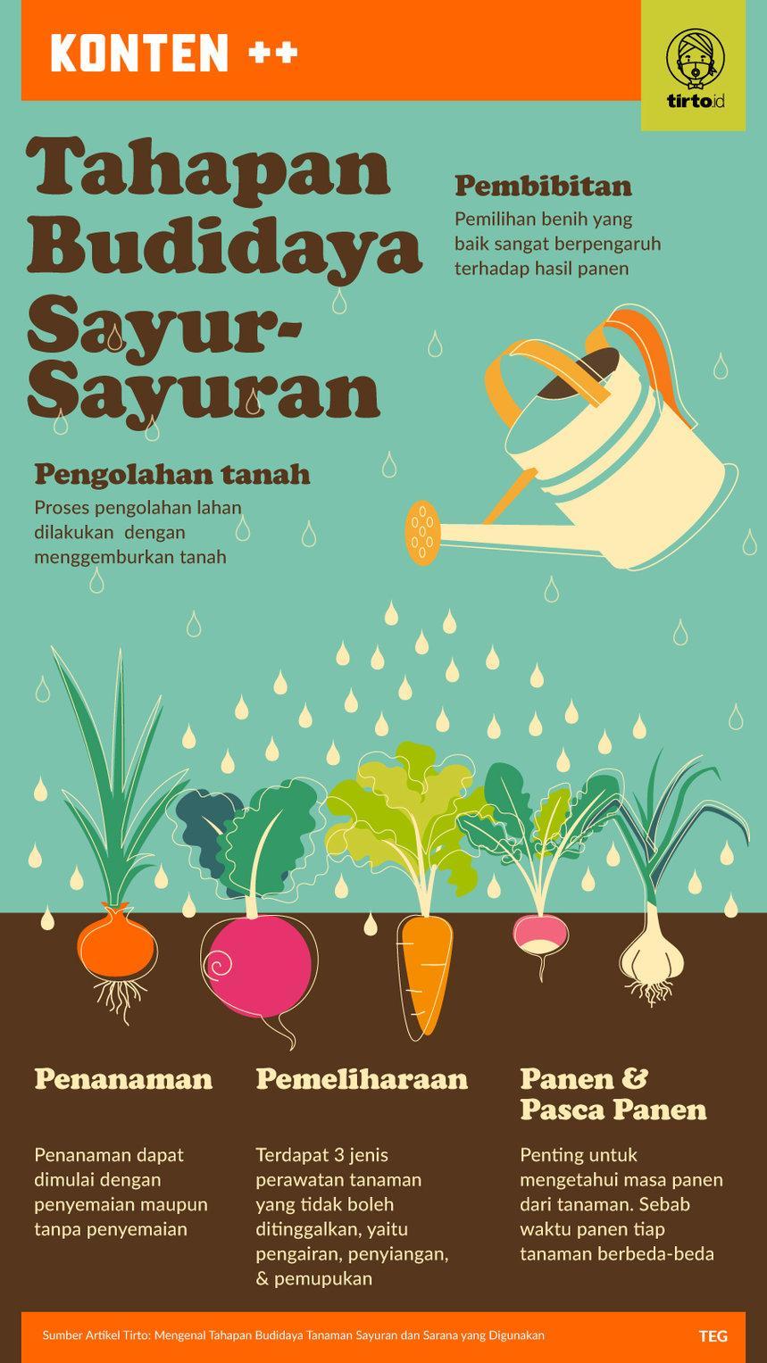 Rahasia Sukses Bertani Habanero Mandiri: Tips dan Trik Terbaik
