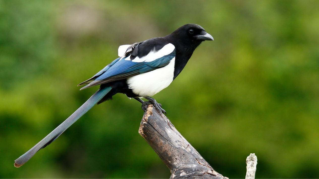 Gacor Aman: Tips Merawat Burung Agar Tetap Bersemangat dan Sehat