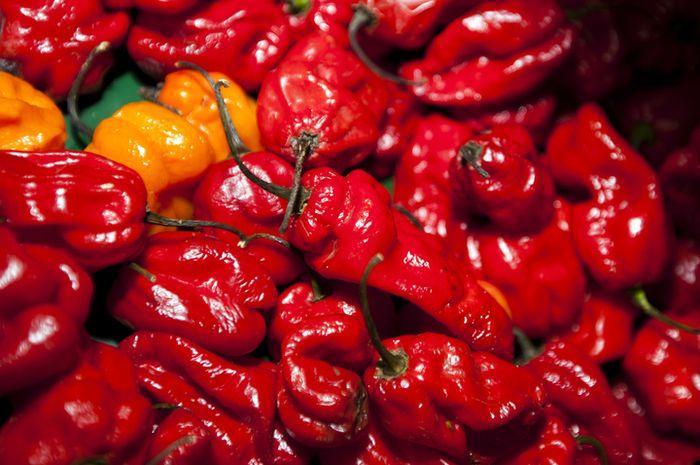 Habanero Aman: Manfaat dan Keamanan Paprika Habanero
